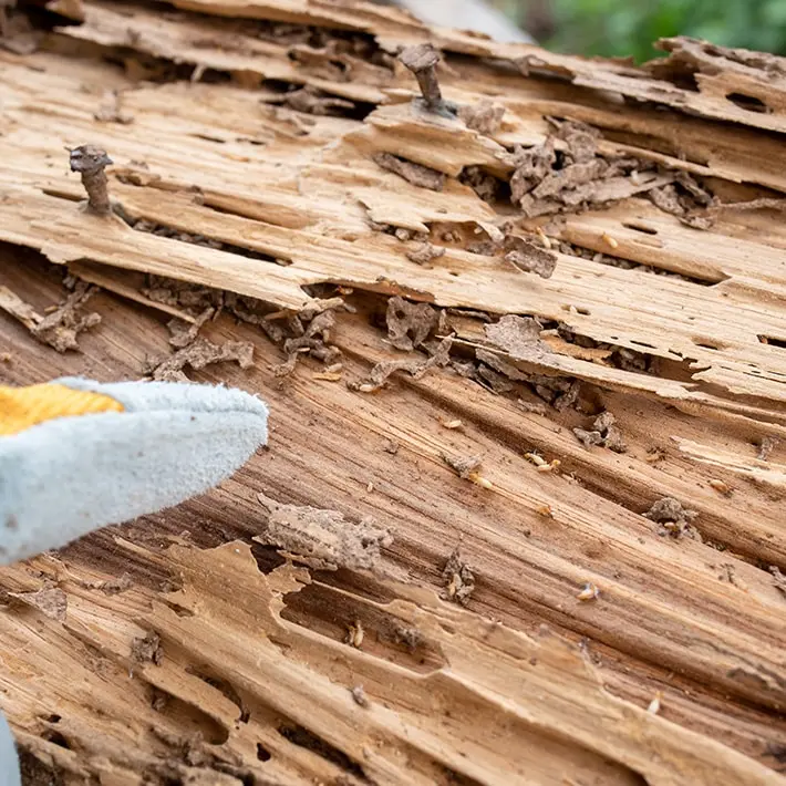 Wood damage caused by crawl space pests