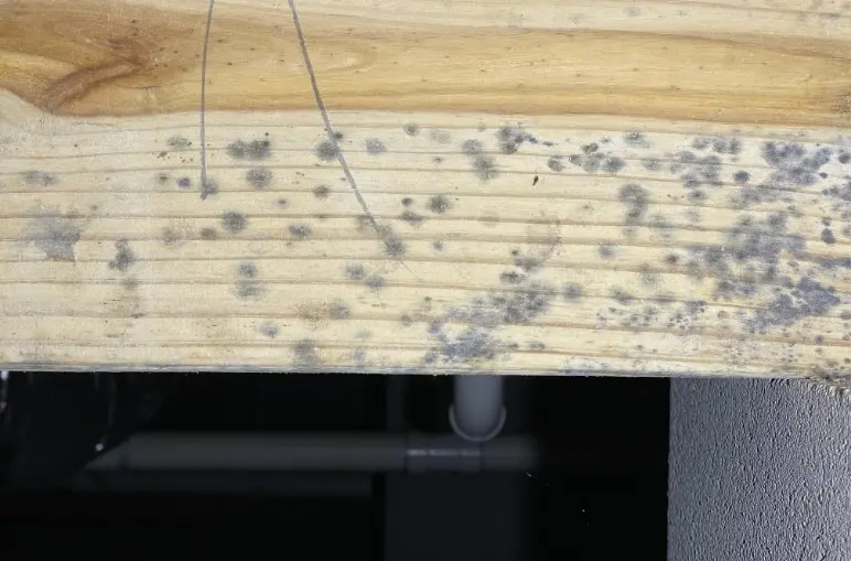 The Difference Between Mold Remediation and Mold Removal