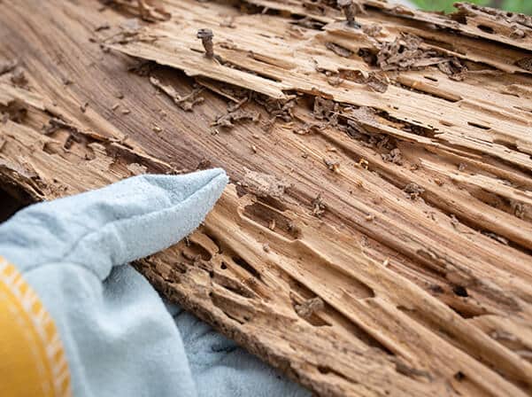 Termite damage to wood and floor joists, signs of pest activity in crawl spaces.