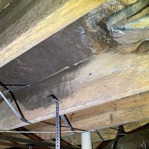 Mold in a crawl space