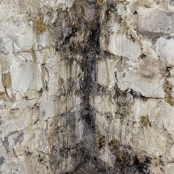 Mold in crawl space