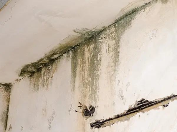 mold on wall