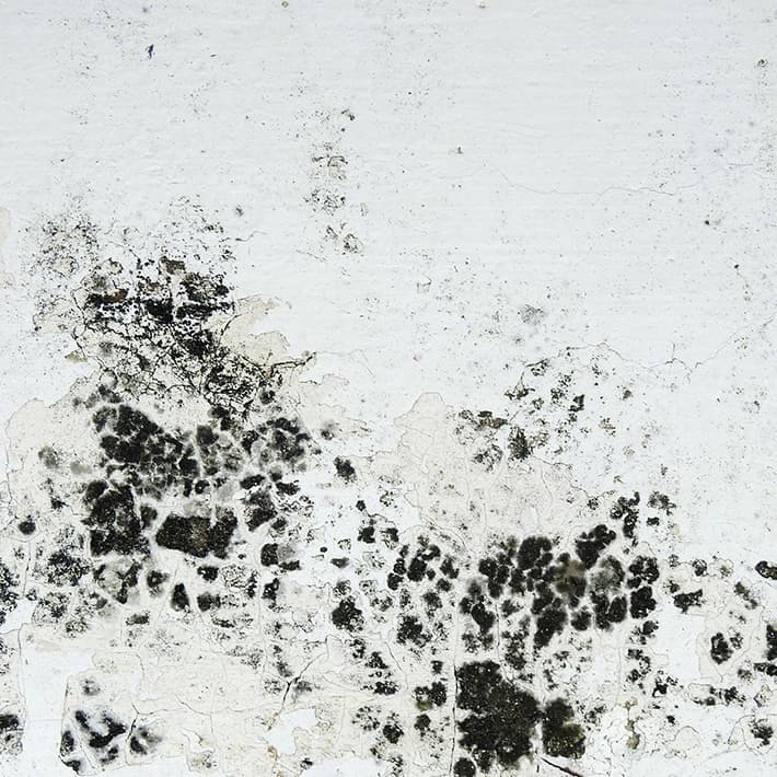 Prevents the Growth of Mold and Mildew