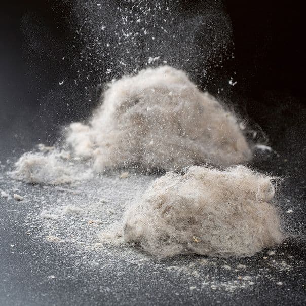 Dust Mites in crawl space
