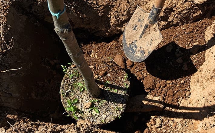 Plant Trees at a Safe Distance