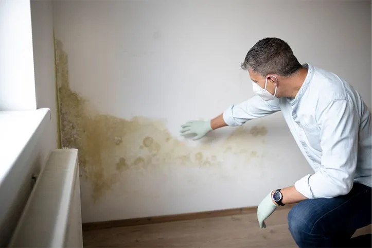 Technician inspecting mold growth on an interior wall