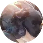 Sarah Hoey profile picture