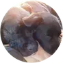 Sarah Hoey profile picture