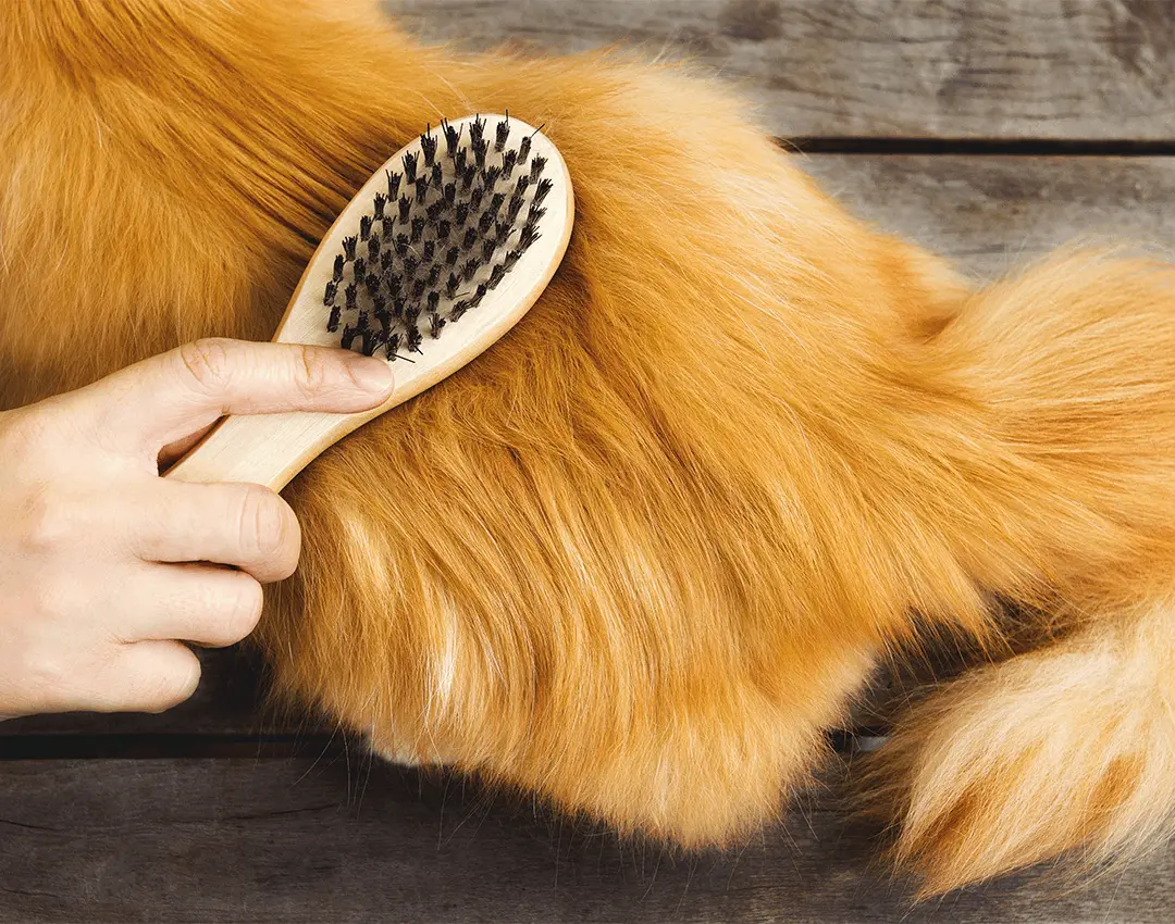 Pet Dander