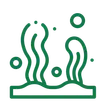 Algae