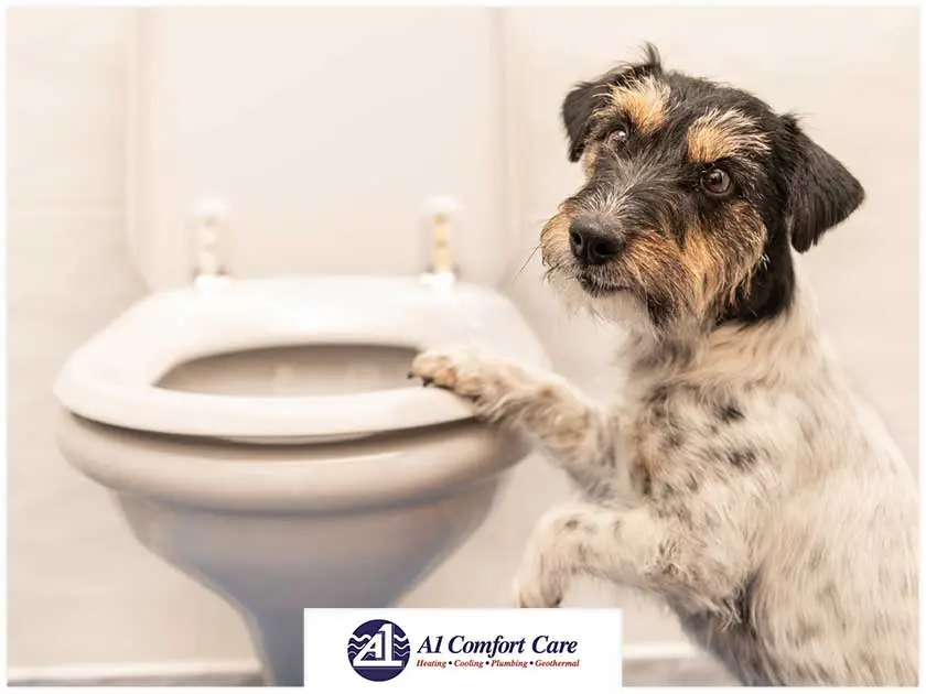Plumbing Care Tips to Follow as a Pet Owner