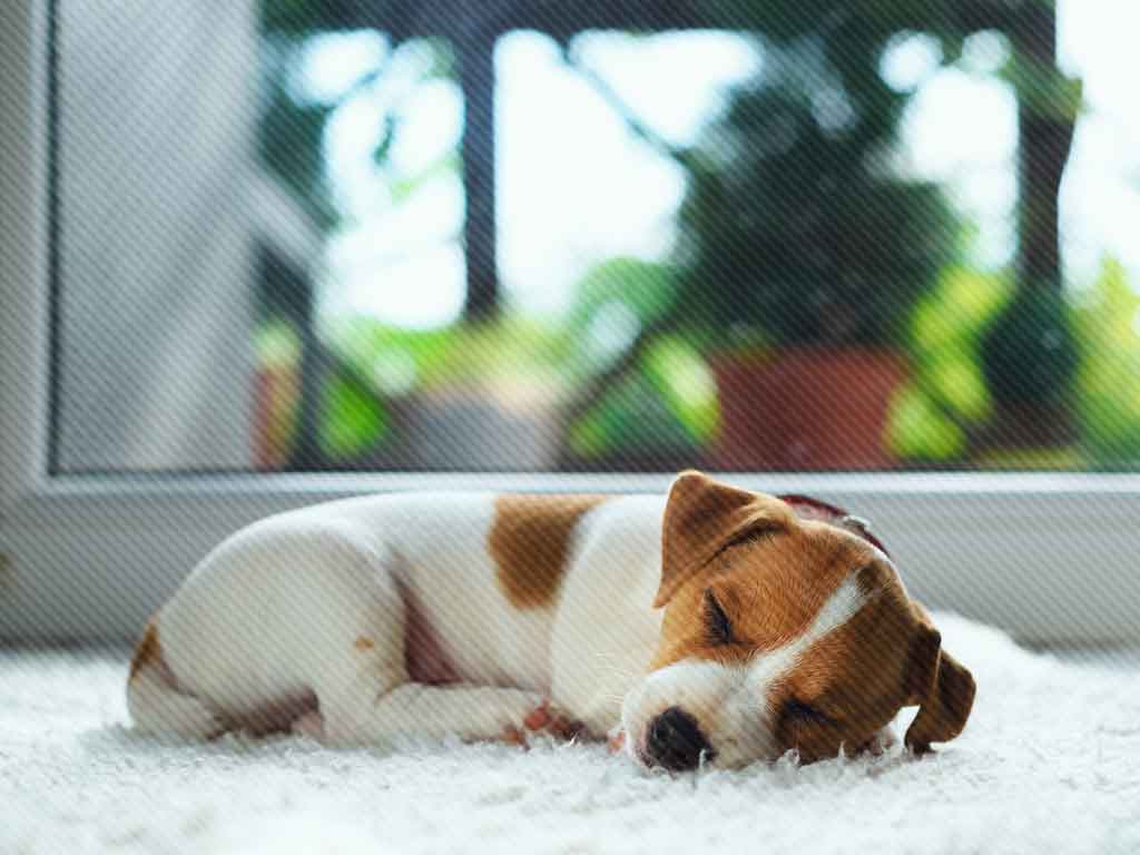 Simple and Effective HVAC Maintenance Tips for Pet Owners