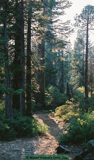 Happy healthy green trees growing along a hiking trail in California.