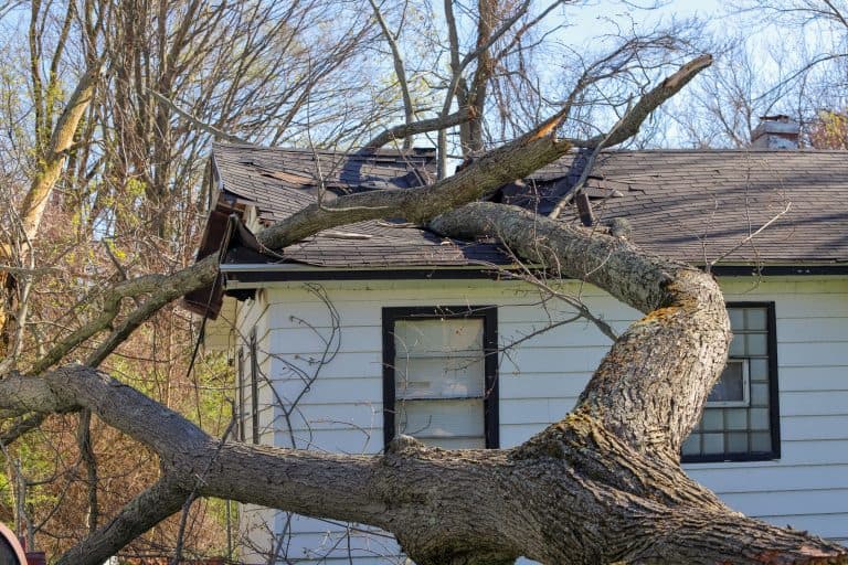 tree destroyed shingles roof