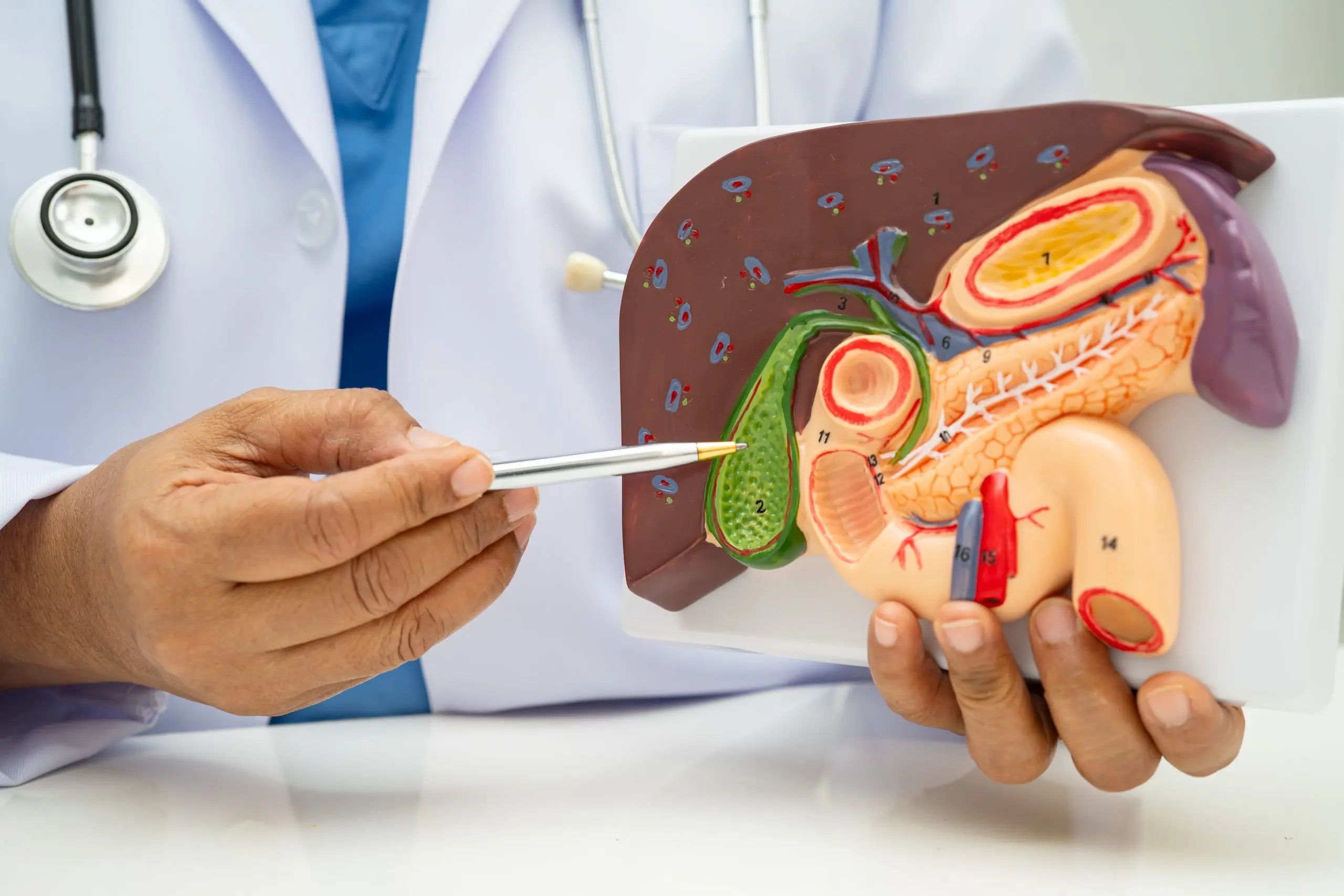 Illustration of liver, gallbladder, pancreas, spleen, and duodenum anatomy