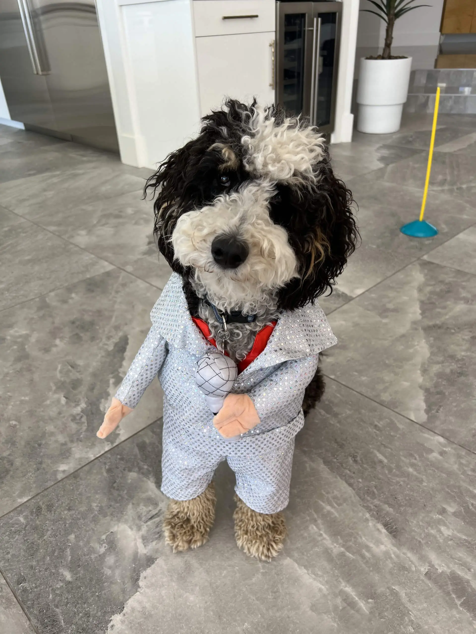 dog-8