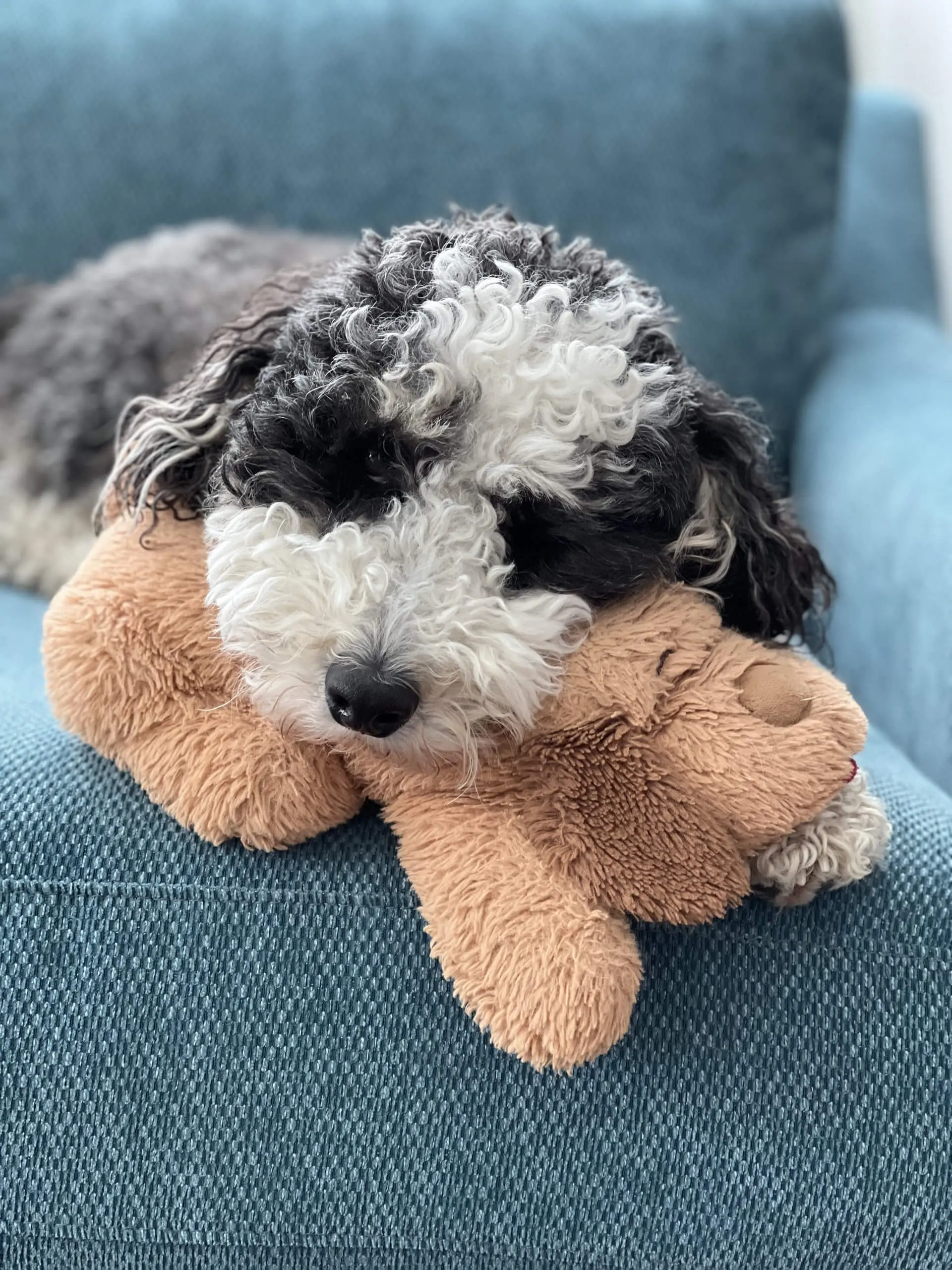 dog-3