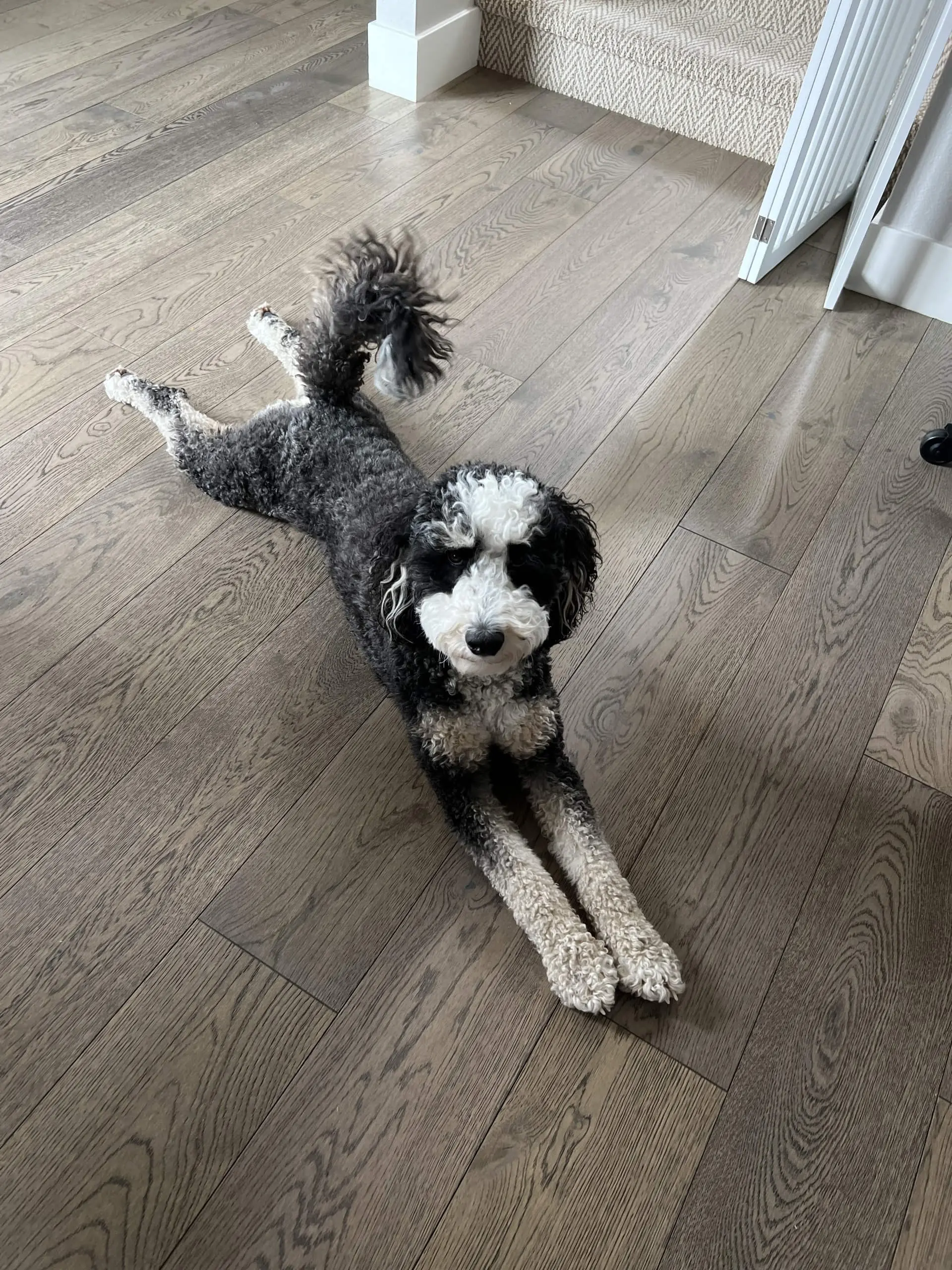 dog-1