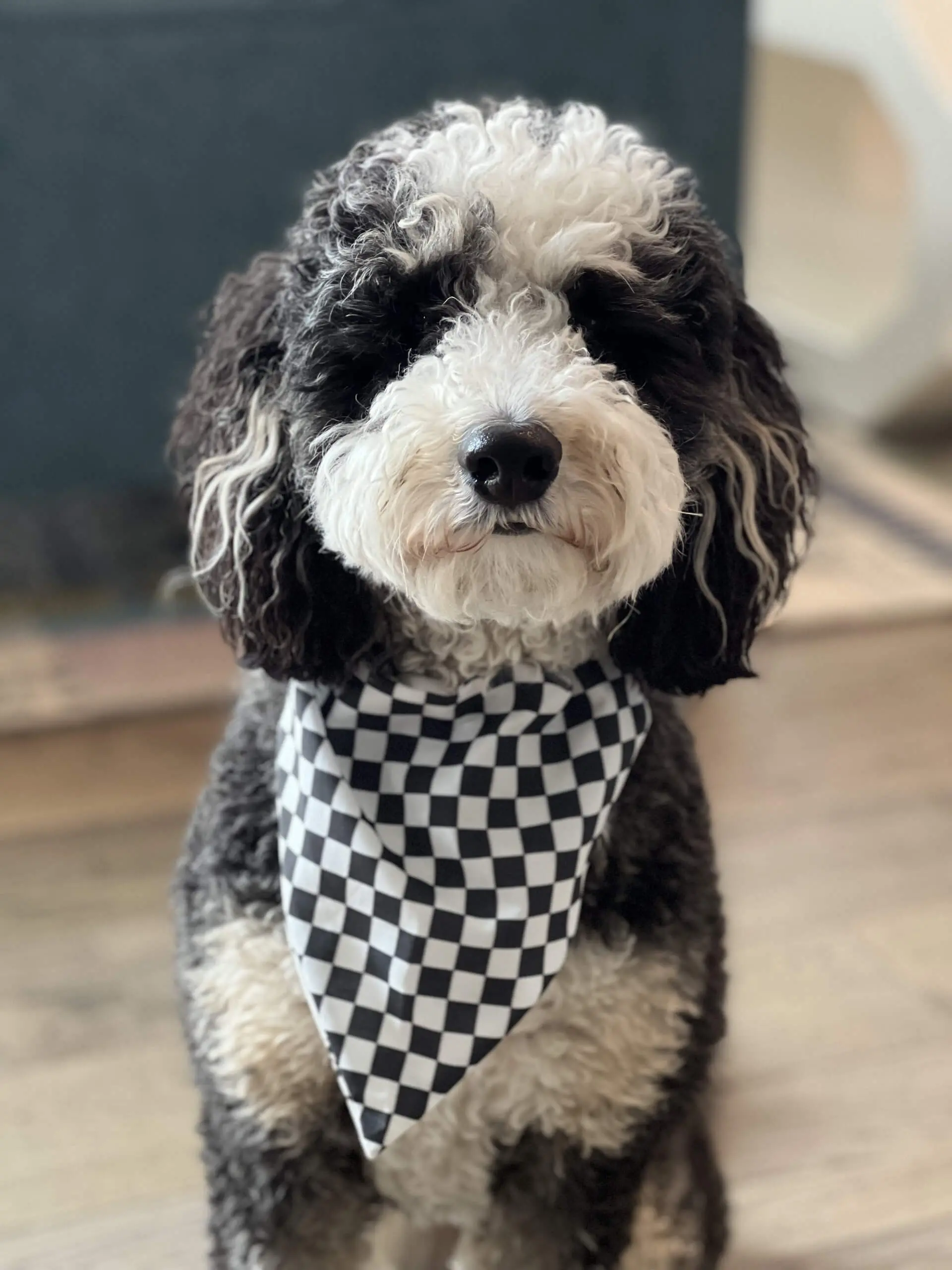 dog-9