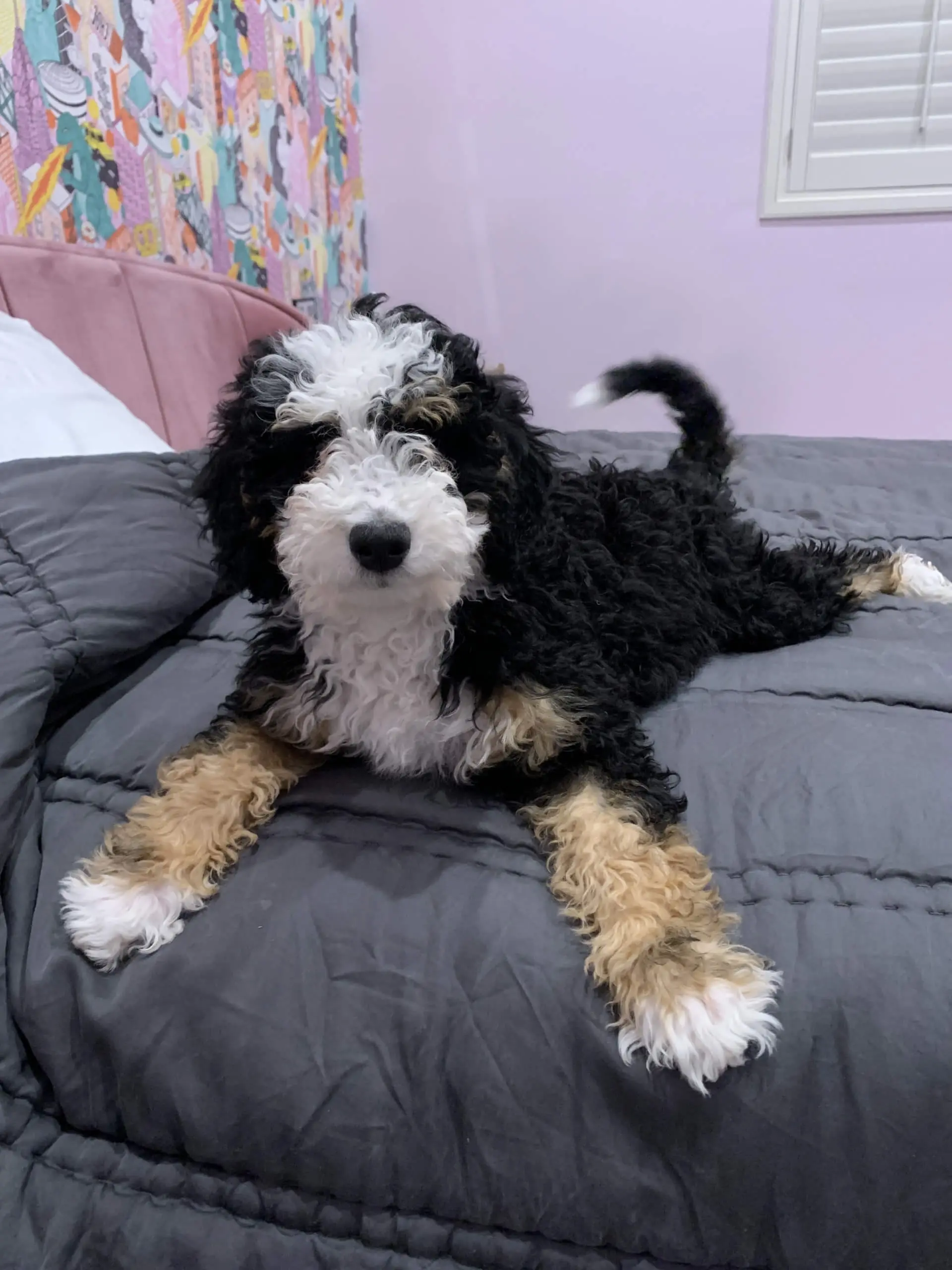 dog-4