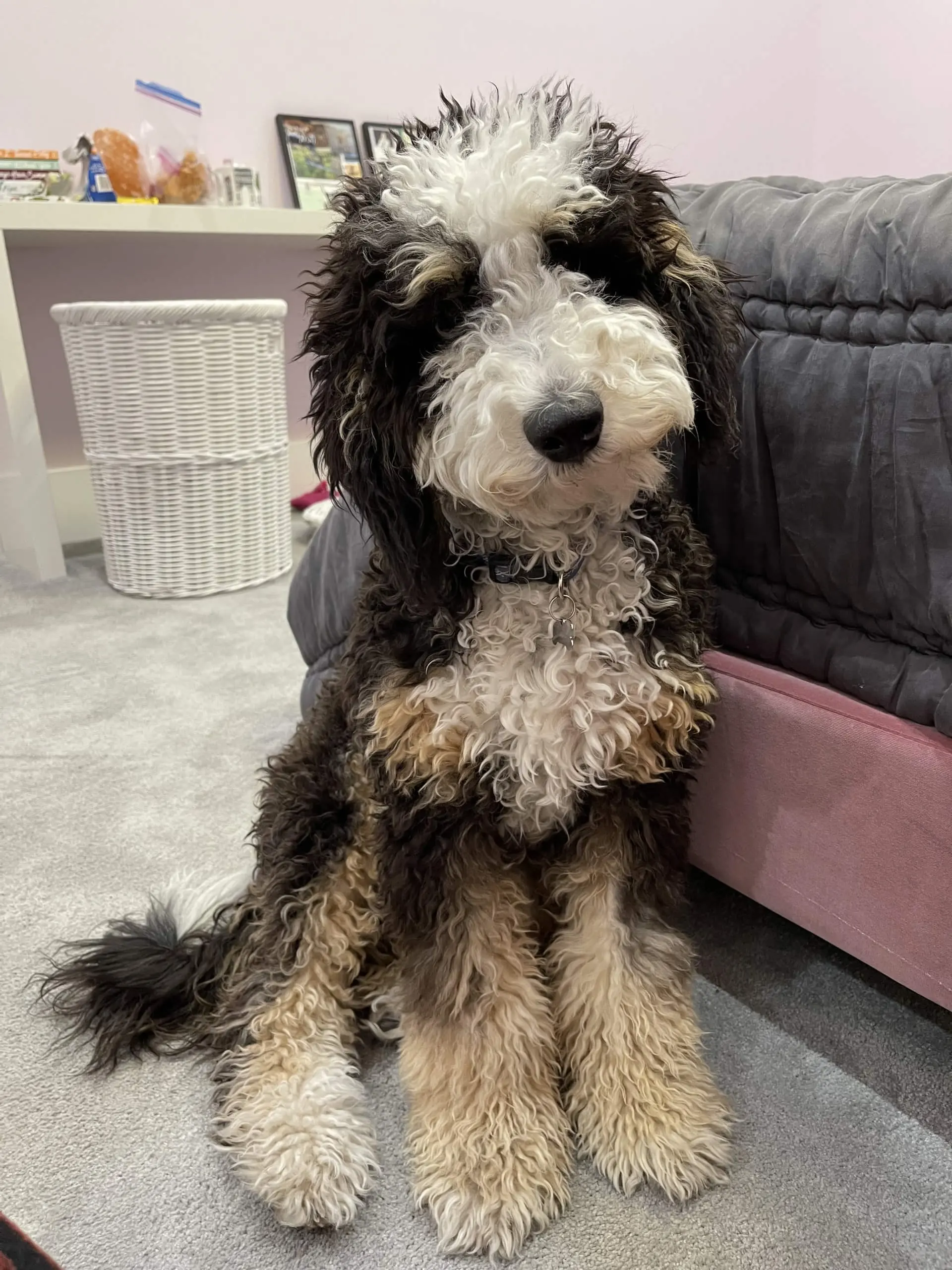 dog-5