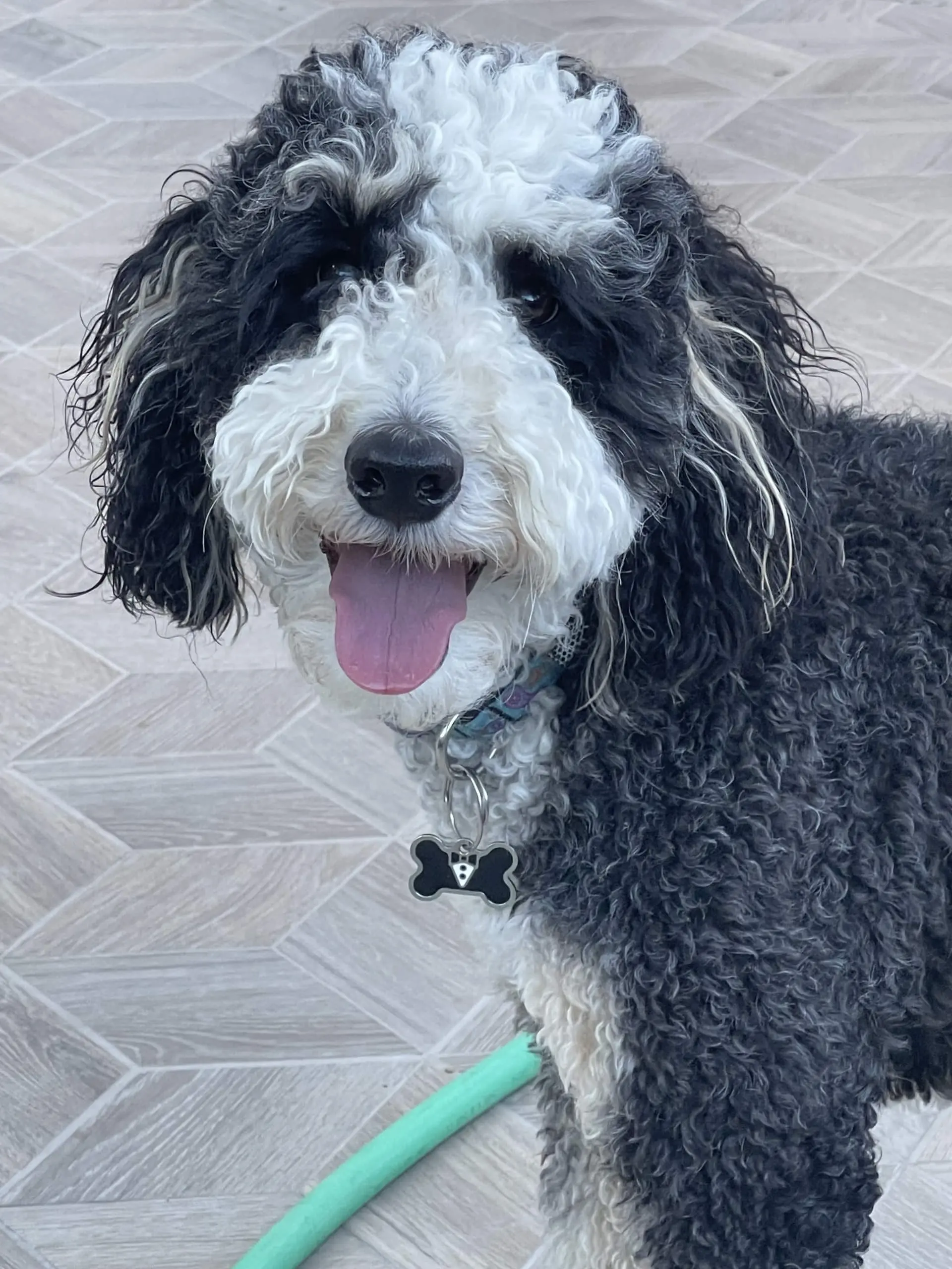 dog-7