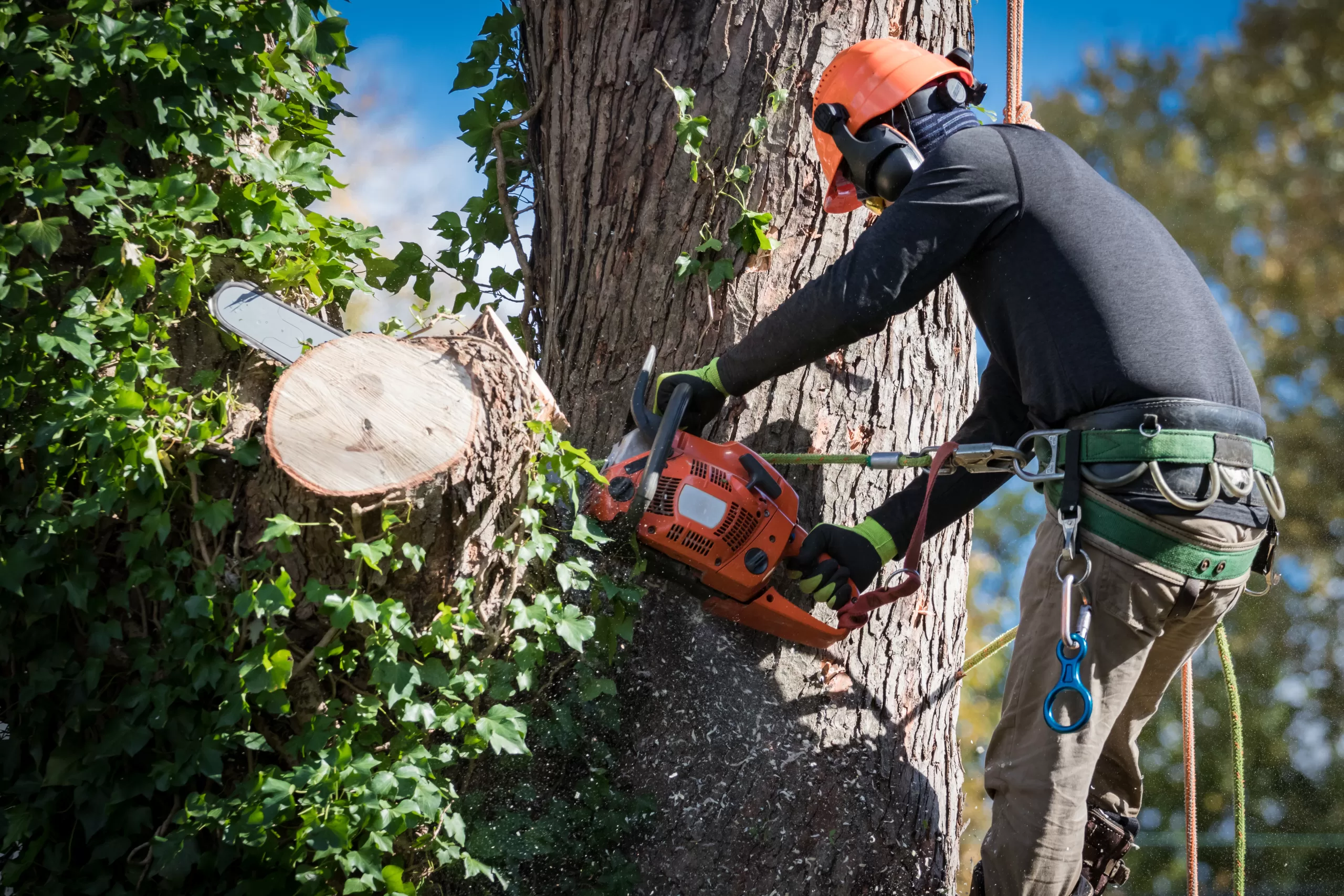 | Search Strategy Marketing a tree service professional cuts limbs off of a tree with a chainsaw.
