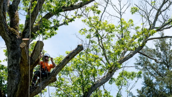Worker in orange shirt in tree cutting off dead branches | Search Strategy Marketing a tree care professional up in a tree, trimming limbs. Search Strategy provides local SEO for tree service professionals.