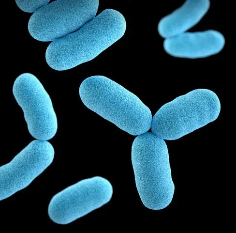 Autoimmune Disease + Chronic Infections