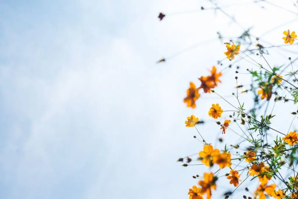 The Thyroid Demystified: A Comprehensive Guide by Wellness Minneapolis