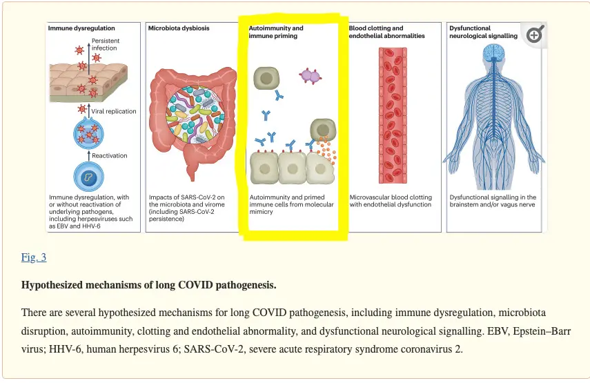 Relationship Between Autoimmunity and COVID-19 by Wellness Minneapolis