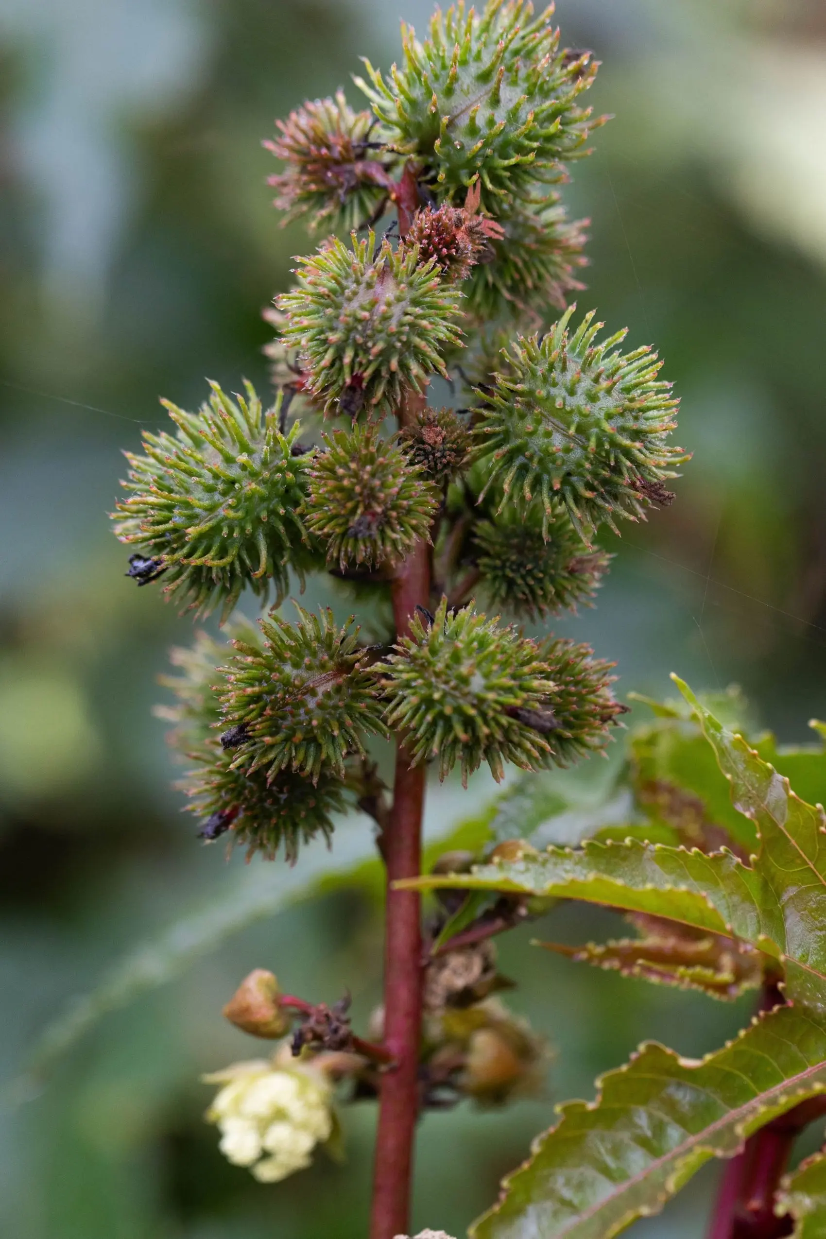 Topical uses of castor oil by Wellness Minneapolis