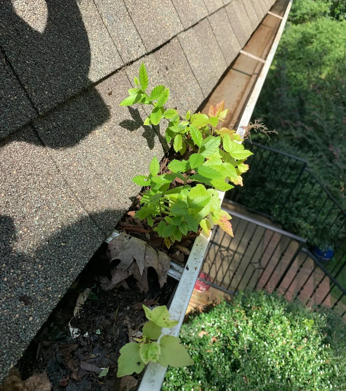 gutter cleaning