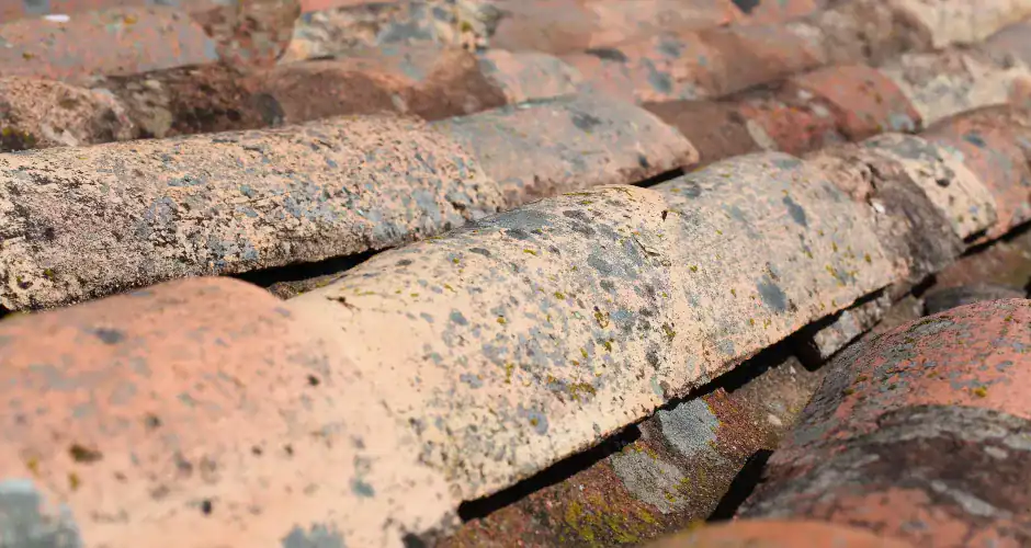 Close-up of roof shingles showing roofing color and texture