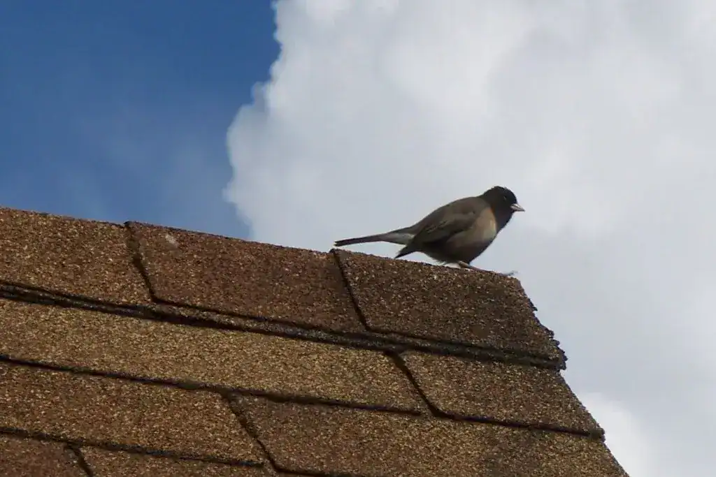 Deterioration of asphalt roof