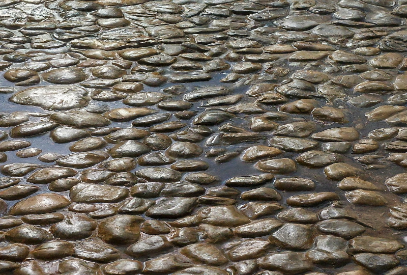 Waterproof Flooring