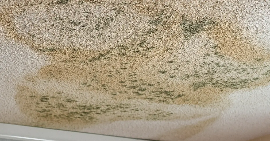 prevent mold on your roof