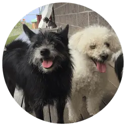 Dogs at Paws University