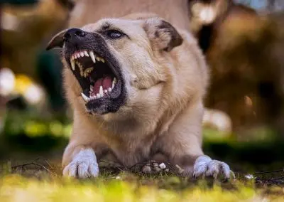 How to Stop Your Dog From Growling at You