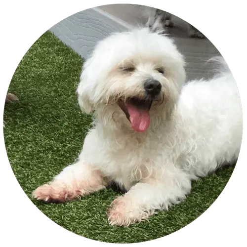Dog at Paws University Daycare