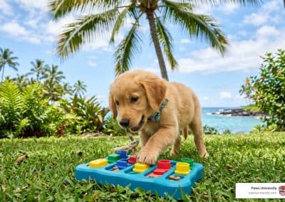 How Do I Stop My Puppy From Growling and Biting