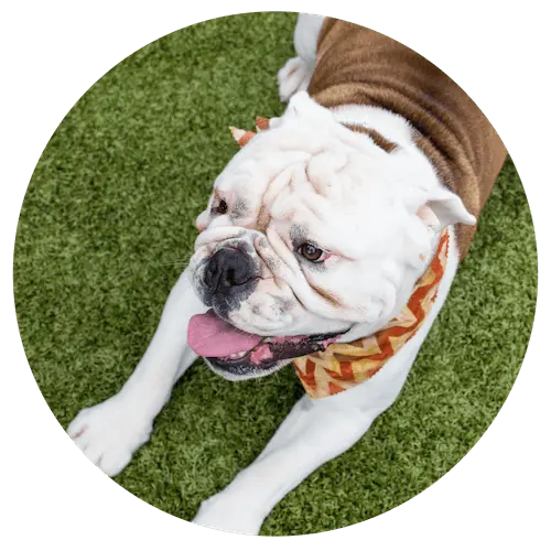 Pet Training at Paws University in Kona, Hawaii