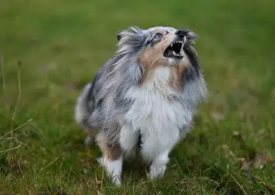 How to Stop Dog Barking Anxiety with These 3 Easy Changes