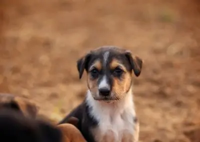 Step-by-Step Guide to Puppy Socialization Methods