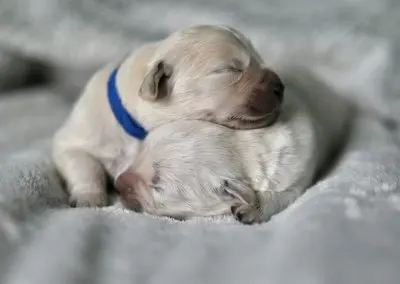 The New Owner Guide to Overnight Puppy Care and Potty Training
