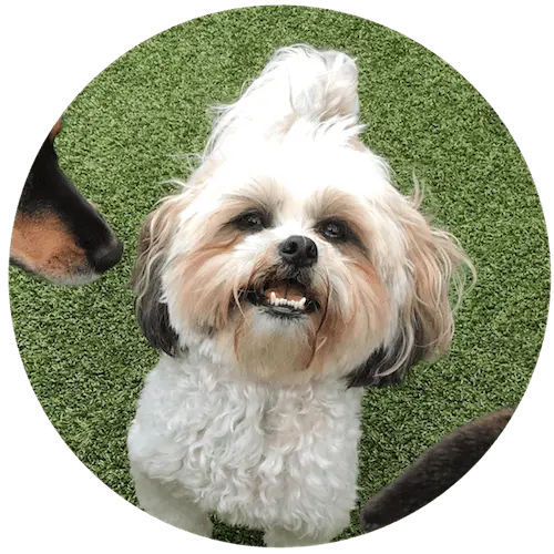 Pet Day Care at Paws University in Kona, Hawaii