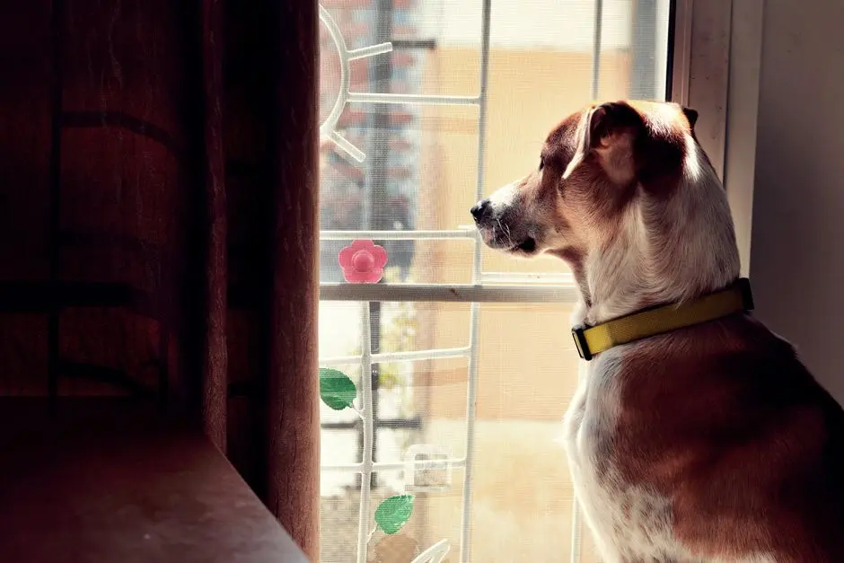 A Practical Guide to Boarding for Anxious Dogs