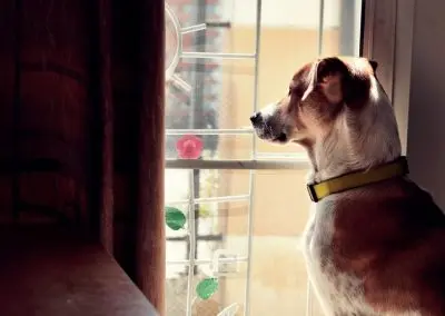 A Practical Guide to Boarding for Anxious Dogs