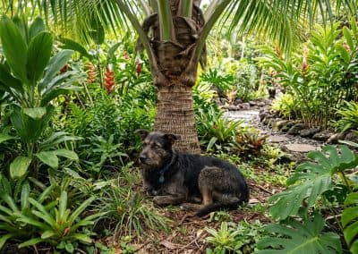 Stop the Shakes with These Proven Anxious Dog Solutions