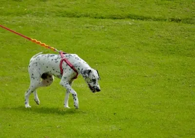 Stop the Barking with This Leash Reactivity Guide